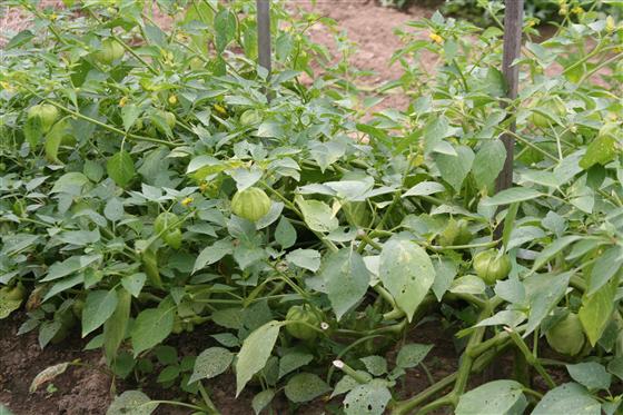 معرفی و راهنمای پرورش سبزی جات برگی - توماتیلو